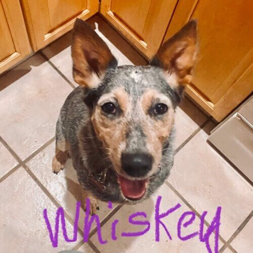 Cattle dog named Whiskey practicing obedience training at home in Glendale Arizona