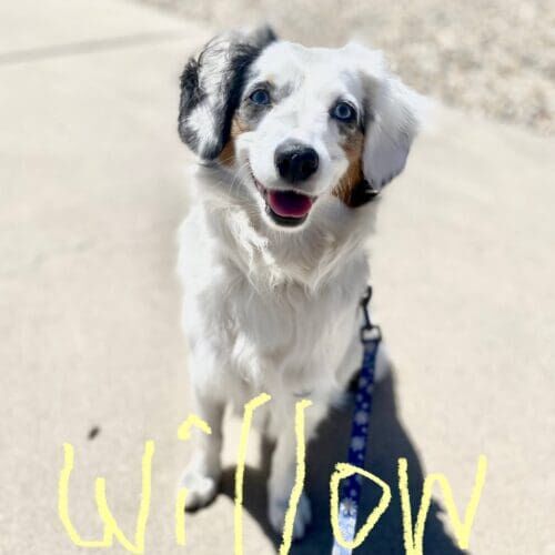 Deaf Sheltie named Willow participating in specialized in-home dog training in Phoenix Arizona