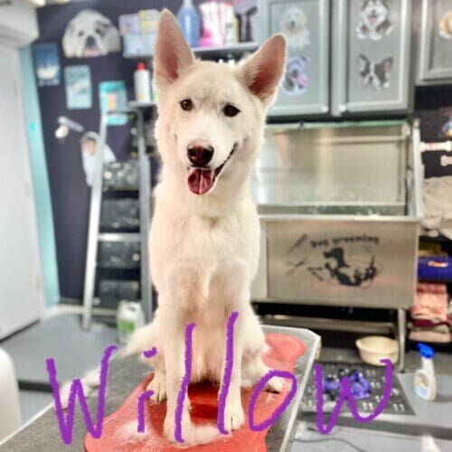 Husky named Willow receiving a grooming service in Glendale Arizona.