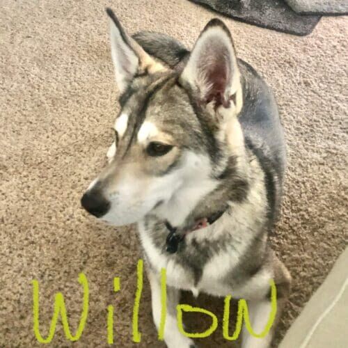 Husky named Willow staying during a dog boarding visit in Arrowhead Ranch Arizona