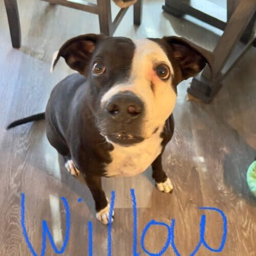 Pitbull named Willow receiving overnight in-home pet sitting care in Peoria Arizona