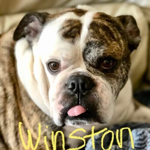 Boxer named Valentina receiving drop-in pet sitting visits in Glendale Arizona