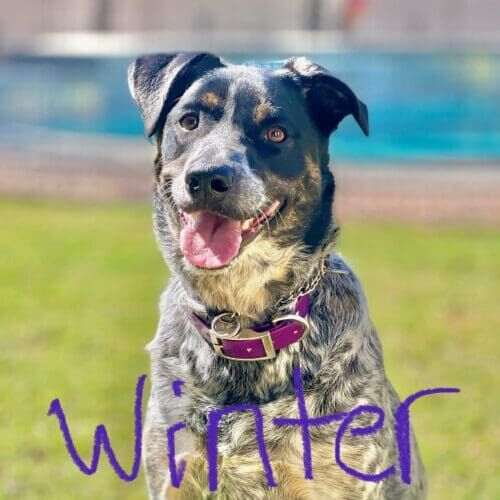 Cattle dog named Winter enjoying daily dog walking sessions in Glendale Arizona