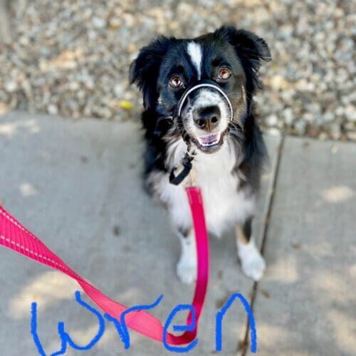 Mini Australian shepherd named Wren learning how to walk calmly on a leash during puppy training in Glendale Arizona