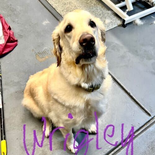 English Cream Retriever named Wrigley receiving a deshedding grooming service in Glendale Arizona.