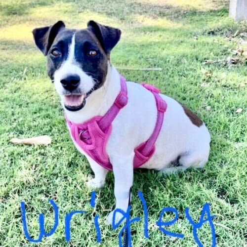 Terrier mix named Wrigley enjoying a structured dog walking session for exercise and energy release in Glendale Arizona