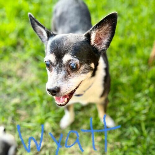 Senior small dog named Wyatt working on in-home obedience training in Vistancia Arizona