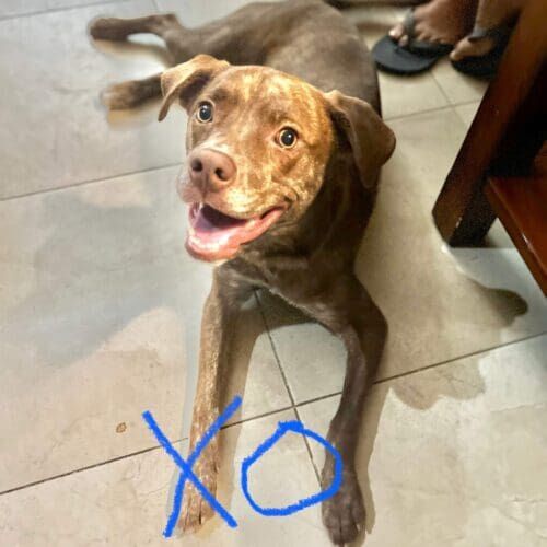 Pit bull named Xo working on leash reactivity using positive reinforcement training methods in Glendale Arizona