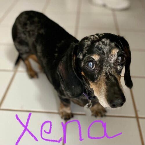 Dachshund named Xena receiving overnight in-home professional pet sitting care in Glendale Arizona