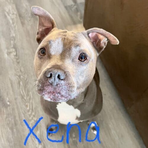 Blue nose pitbull named Xena receiving overnight in-home pet sitting care in Peoria Arizona