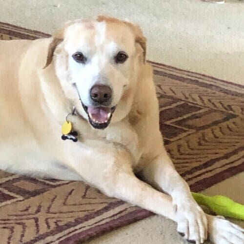 Labrador retriever participating in in-home dog training using positive reinforcement in Glendale Arizona