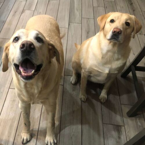 Two yellow lab dogs receiving in-home pet sitting care in Peoria Arizona