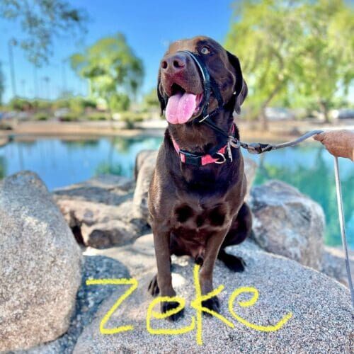 Chocolate lab named Zeke graduating from group dog obedience class in Glendale Arizona