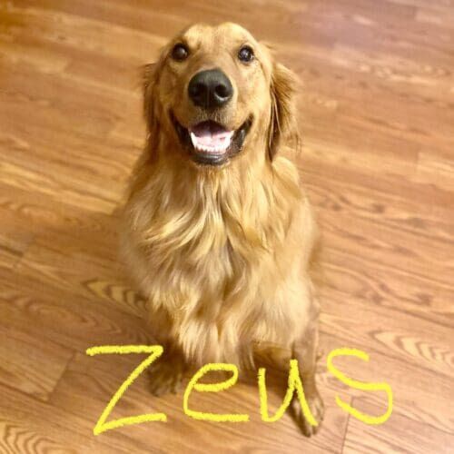 Golden retriever named Zeus receiving drop-in pet sitting visits in Glendale Arizona