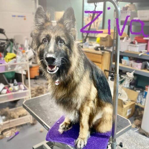 Long-haired German Shepherd named Ziva receiving a deshedding grooming service in Glendale Arizona.