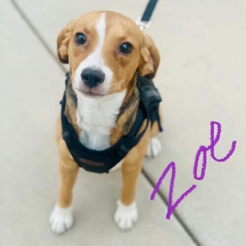 Beagle puppy named Zoe learning leash skills and early reactivity prevention training in Peoria Arizona