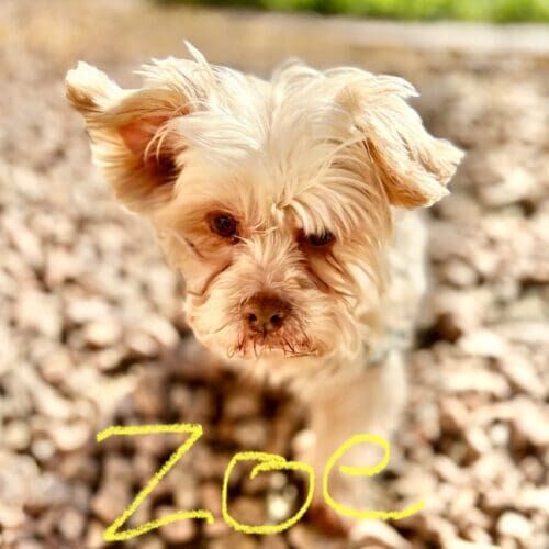 Small dog named Zoe receiving daily potty break visits during pet sitting in Glendale Arizona