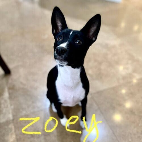 Black and white Basenji puppy Zoey need puppy training to help harness some of her crazy puppy energy in Scottsdale, AZ