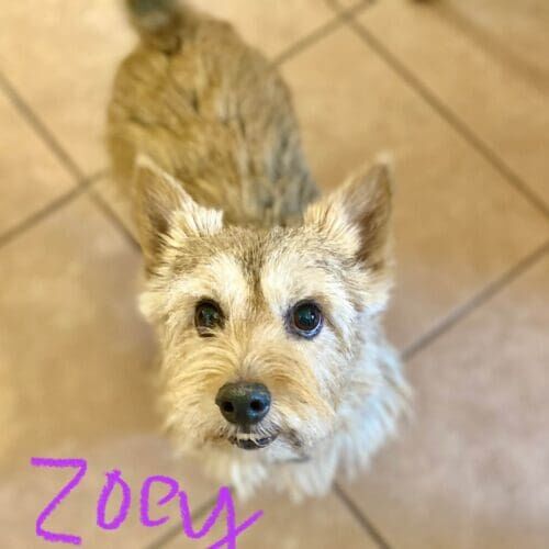 Dog named Zoey receiving overnight at-home pet sitting care in Glendale Arizona