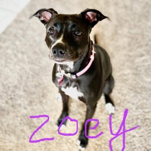 Pitbull mix named Zoey staying during a dog boarding visit in Glendale Arizona