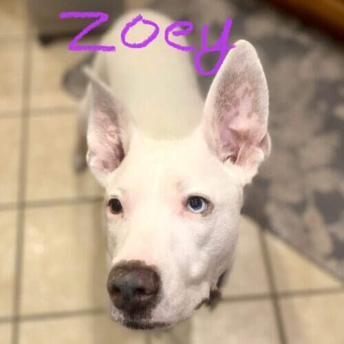 Pitbull mix named Zoey enjoying daily dog walking services in Glendale Arizona