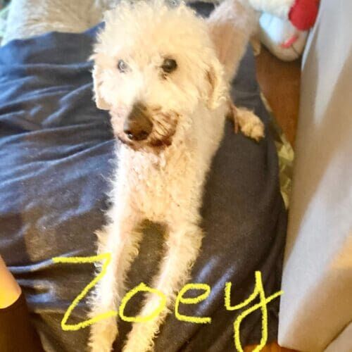 Senior standard poodle named Zoey receiving in-home pet sitting visits in Peoria Arizona
