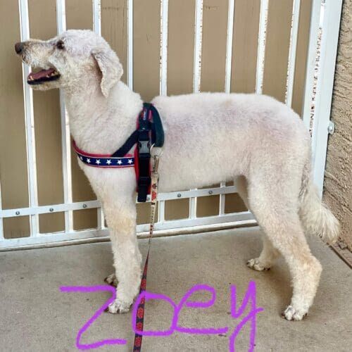 Standard Poodle named Zoey receiving an oatmeal bath for sensitive skin during a grooming visit in Glendale Arizona.