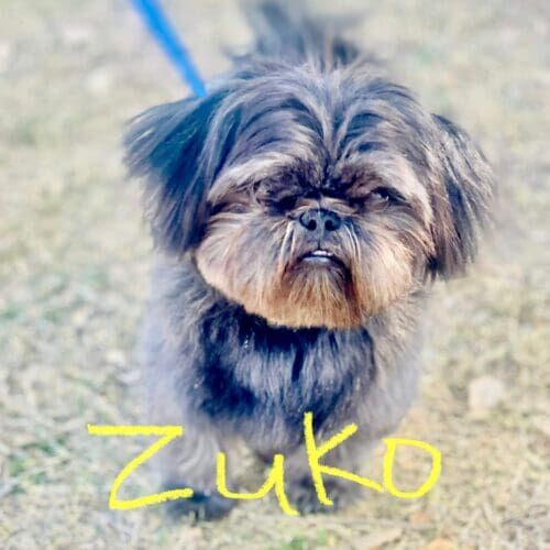 Small dog named Zuko practicing obedience training in Glendale Arizona