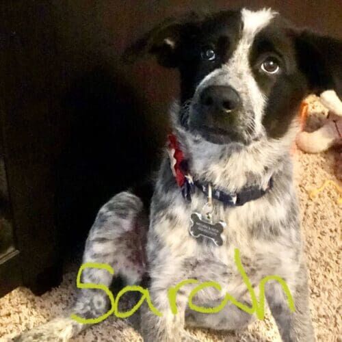 Cattle dog mix puppy focusing intently on puppy training topics during an at home session in Peoria, AZ.