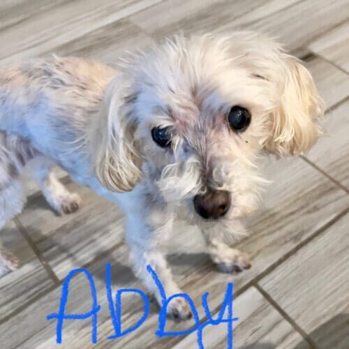Dog named Abby receiving overnight pet sitting care in Vistancia Arizona