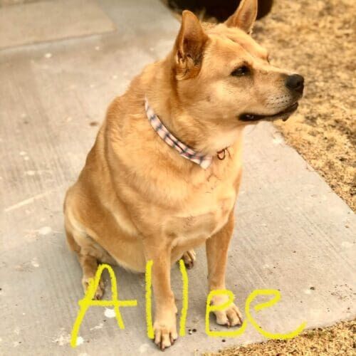 Chow chow mix named Allee receiving drop-in pet sitting visits in Phoenix Arizona