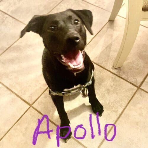 Black pitbull puppy Apollo was all smiles and eager to learn during his in-home positive puppy potty training in Glendale, AZ.