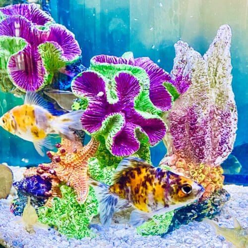 Fish also need care too, many people ask how pet sitting works, the answer is we can help with any household pets and will care for them per your instructions for homes in the Phoenix West Valley. Aquarium fish receiving feeding and care during a pet sitting visit in Phoenix Arizona