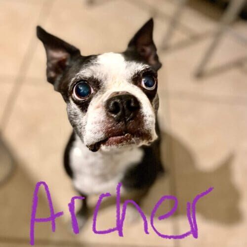 Boston terrier named Archer receiving at-home pet sitting visits in Peoria Arizona