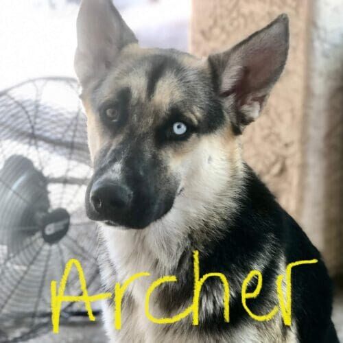 Husky named Archer staying during a dog boarding visit in Glendale Arizona