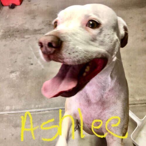 White Pit Bull named Ashlee receiving an oatmeal bath for skin allergies during a grooming visit in Glendale Arizona.