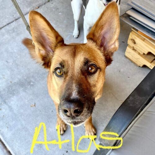 German shepherd named Atlas receiving overnight in-home pet sitting care in Glendale Arizona