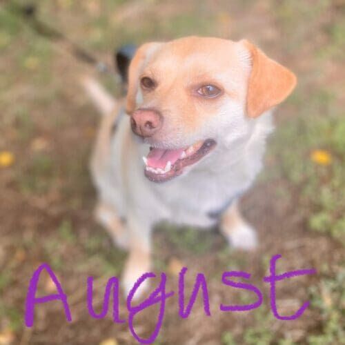 Dog named August receiving midday potty break visits in Phoenix Arizona
