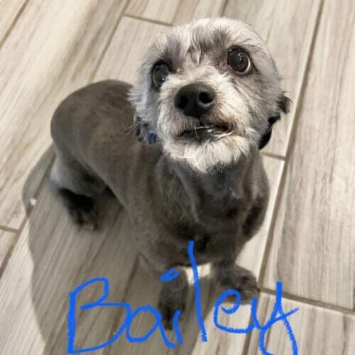 Terrier named Bailey receiving pet sitting care in Peoria Arizona