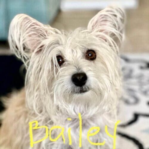 Terrier named Bailey receiving pet sitting care in Peoria Arizona
