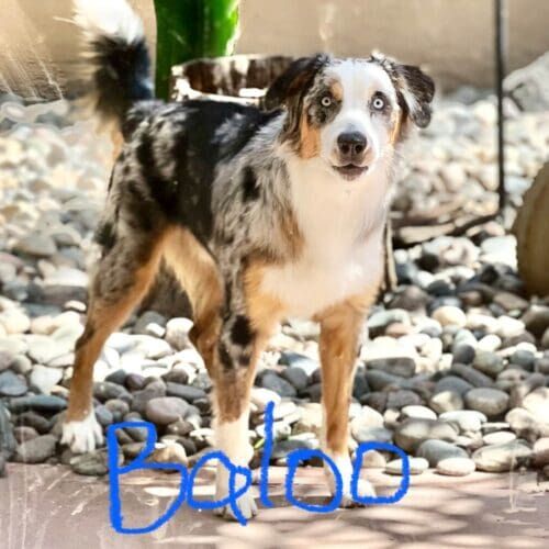 Tri colored Australian Shepherd Baloo blossomed out of his fearful shell during positive reinforcement group dog obedience class.