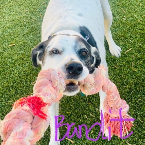 Pitbull named Bandit playing during a drop-in pet sitting visit in Peoria Arizona