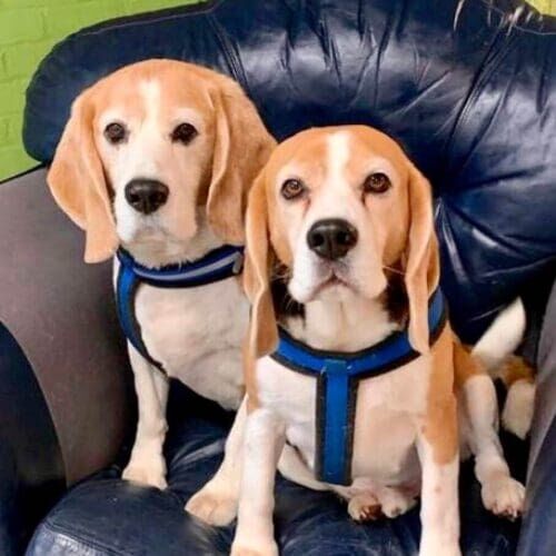 Beagle puppies practicing training skills separately to avoid littermate syndrome during an in-home session in Phoenix Arizona