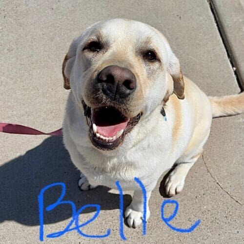English lab Belle always enjoys her thorough dog bath and deshedding treatment every other month.