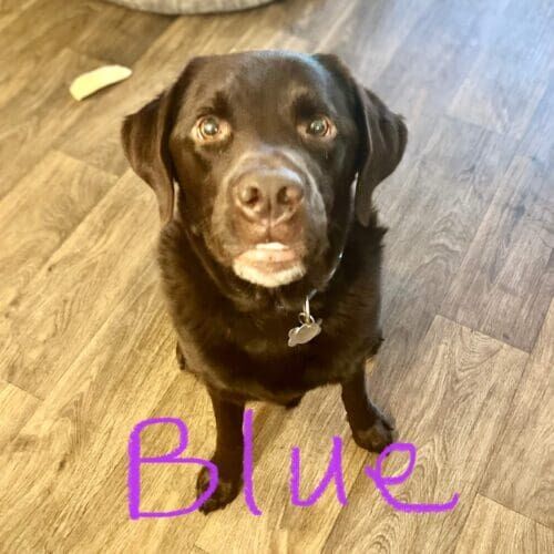 Chocolate lab named Blue receiving drop-in pet sitting visits in Glendale Arizona