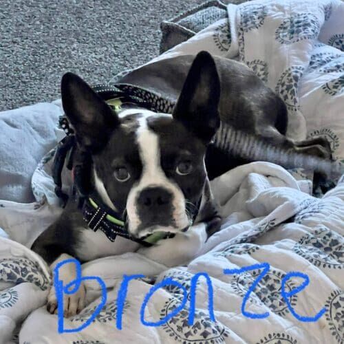 Boston terrier named Bronze working on fear-based aggression through behavior modification training in Peoria Arizona