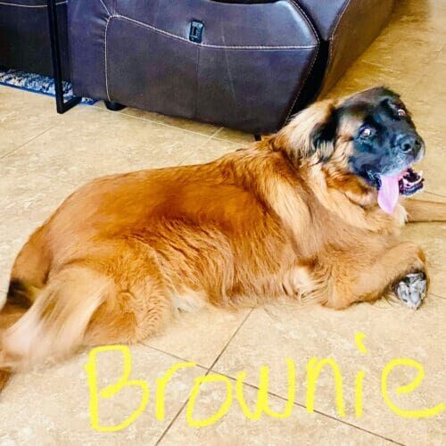 Senior golden retriever named Buddy receiving in-home pet sitting care in Peoria Arizona