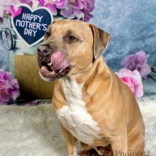 Simba the XL Bully licks his lips during a Mother's Day professional pet photography photoshoot in Glendale, AZ.