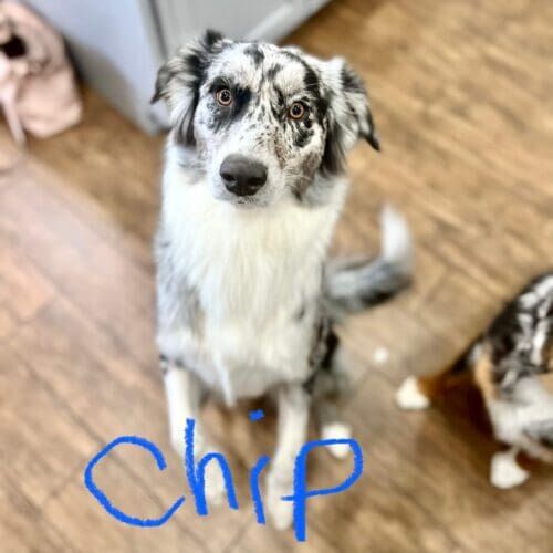 Australian shepherd named Chip participating in group dog training class in Glendale Arizona