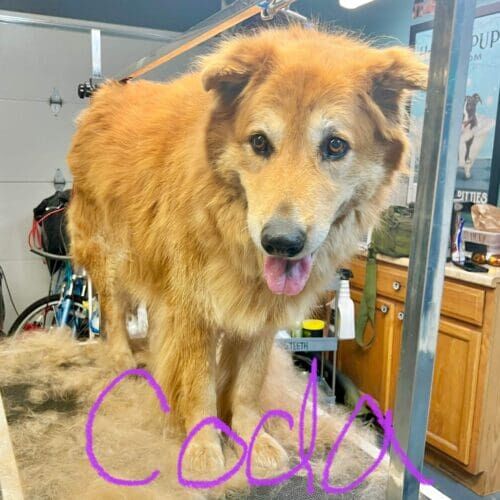 Dog receiving a deshedding grooming service in Glendale Arizona.